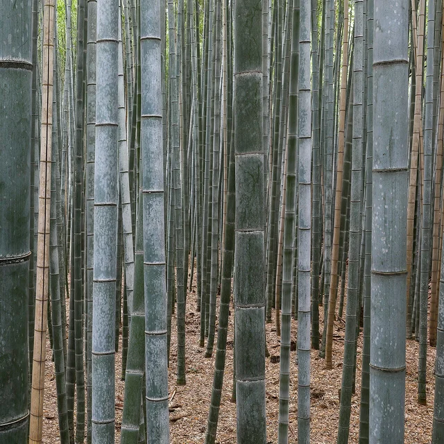 Vải Sợi Tre (Bamboo)